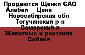 Продаются Щенки САО (Алабай) › Цена ­ 20 000 - Новосибирская обл., Тогучинский р-н, Самарский п. Животные и растения » Собаки   